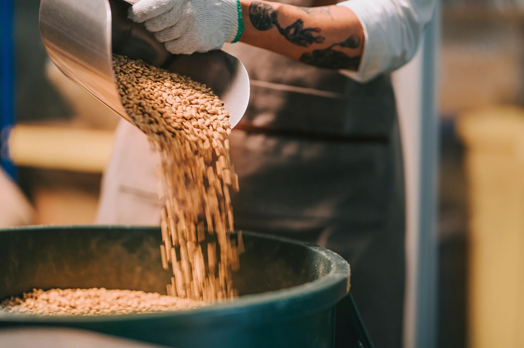 Coffee worker measuring green coffee beans