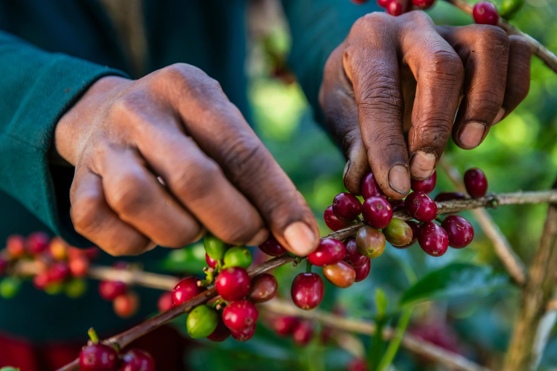 Woman gathering coffee cherries from a coffee plant