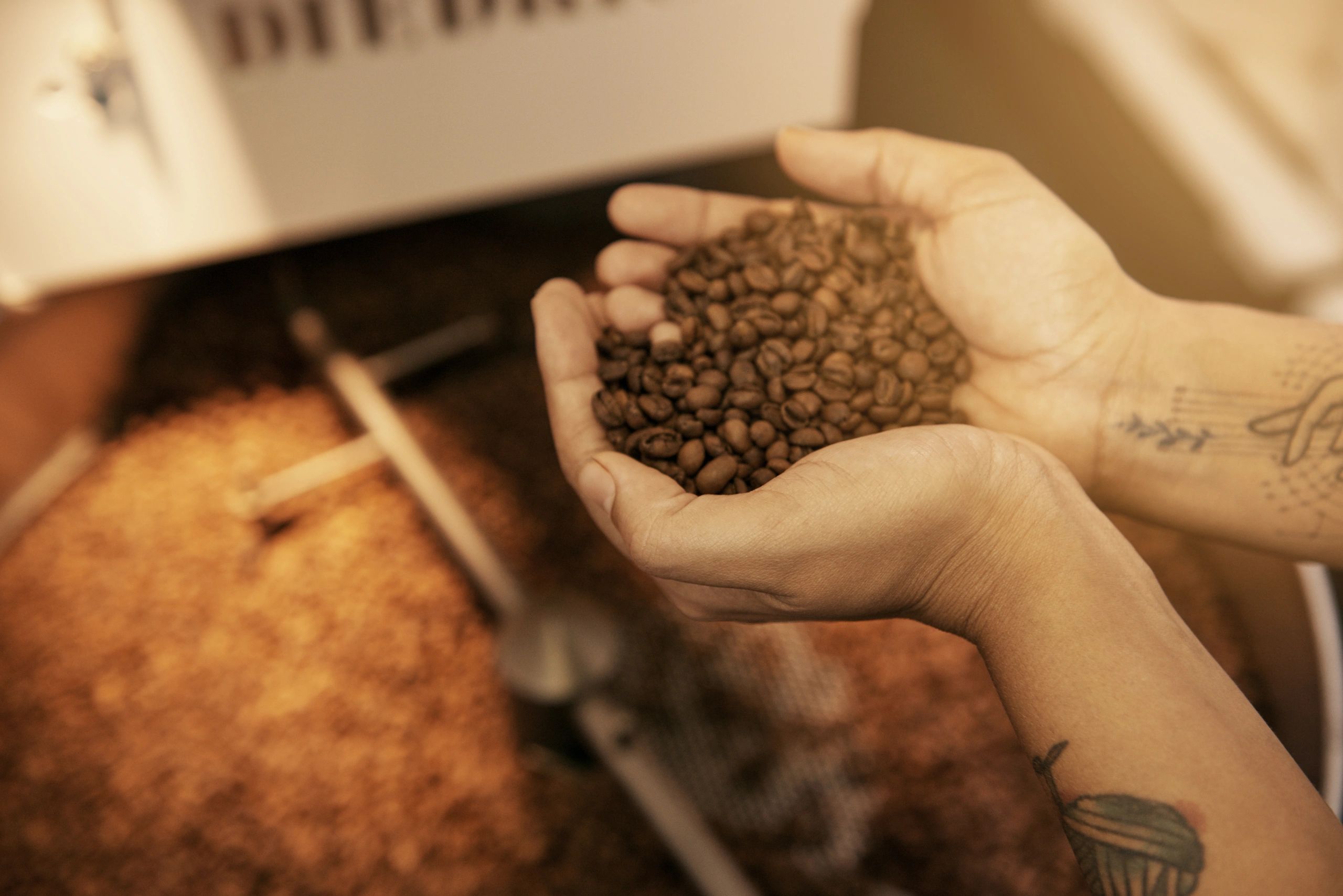 Hands holding freshly roasted coffee beans