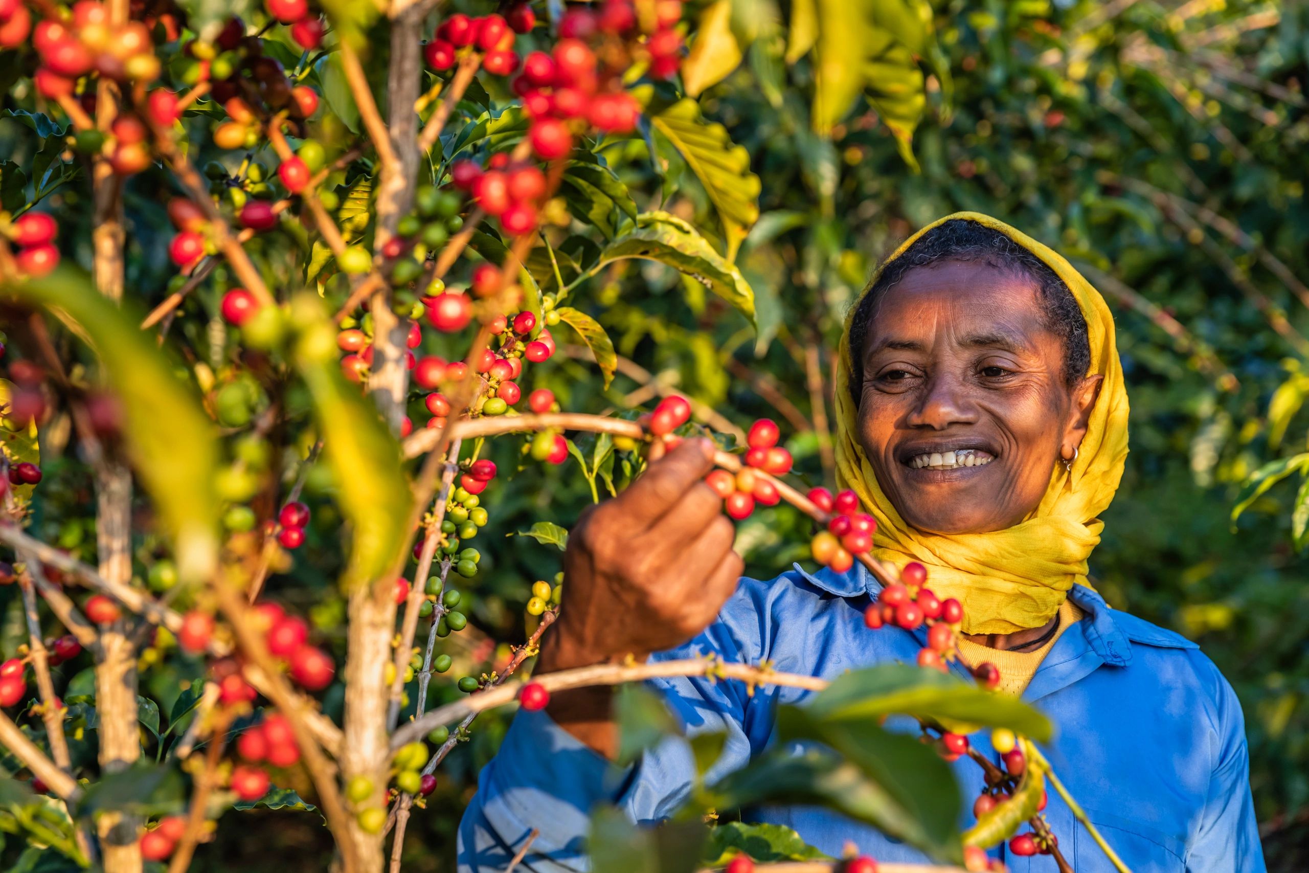 Coffee producer harvesting cherries in a coffee-growing landscape